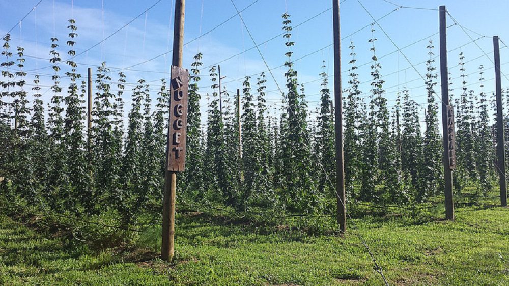 Hops Symposium